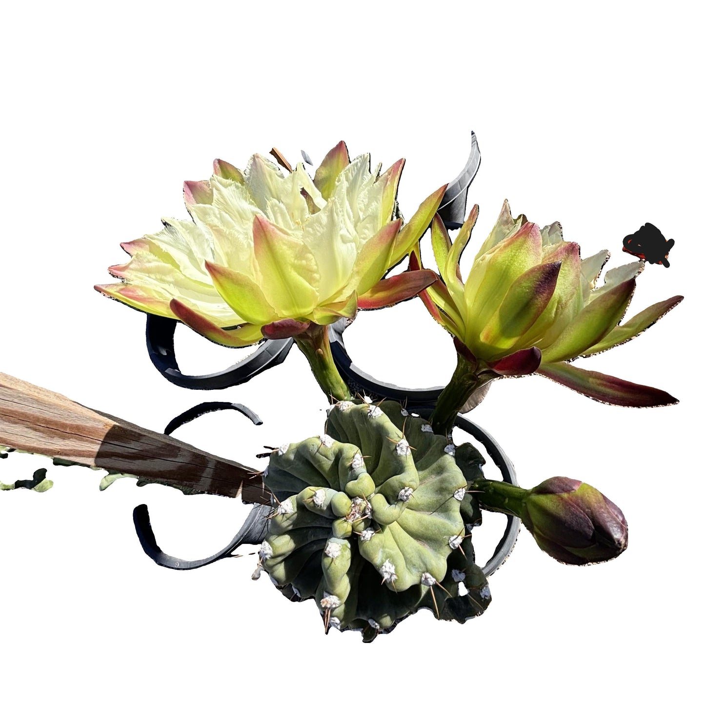 Cereus Twist Cactus
