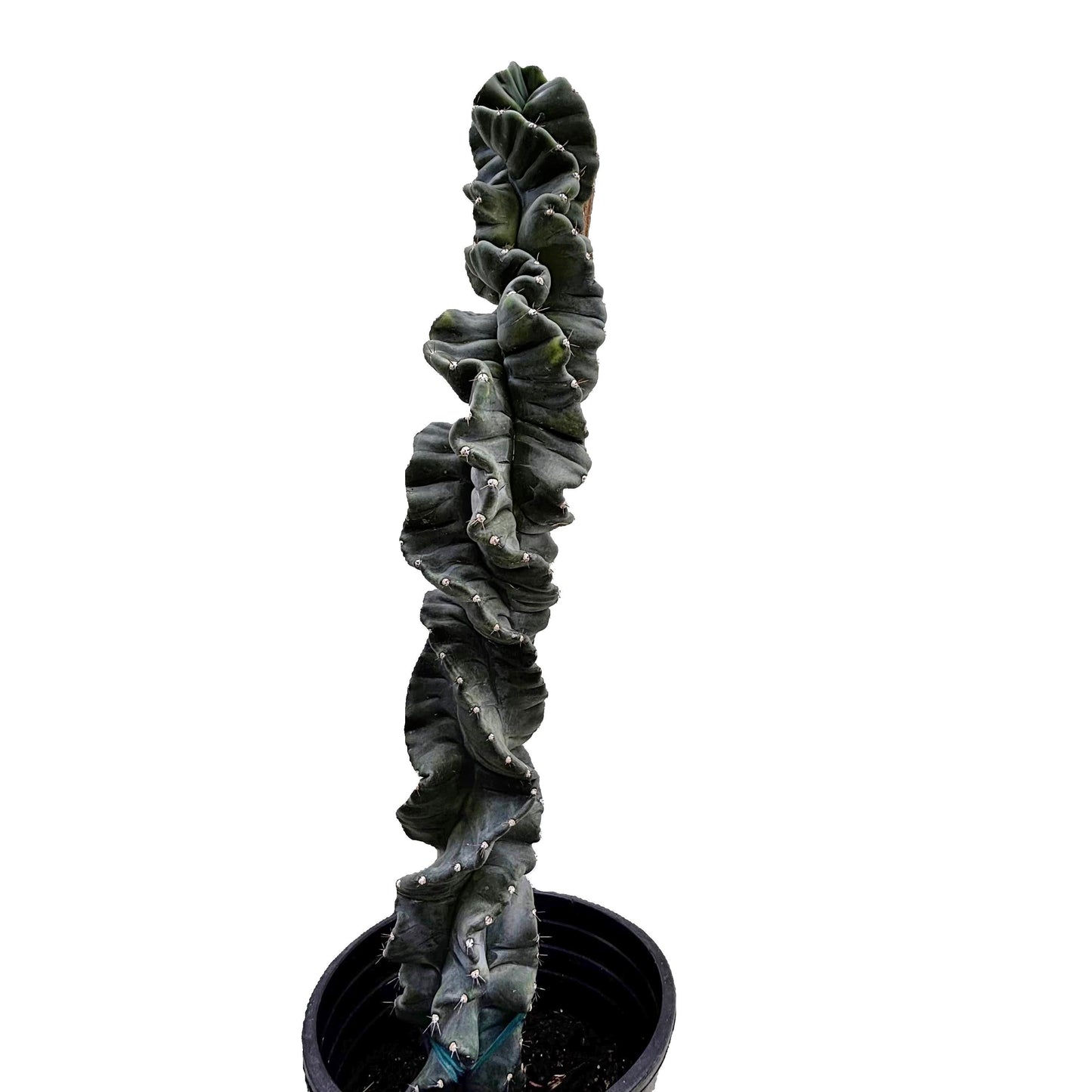 Cereus Twist Cactus