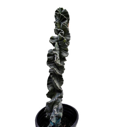 Cereus Twist Cactus