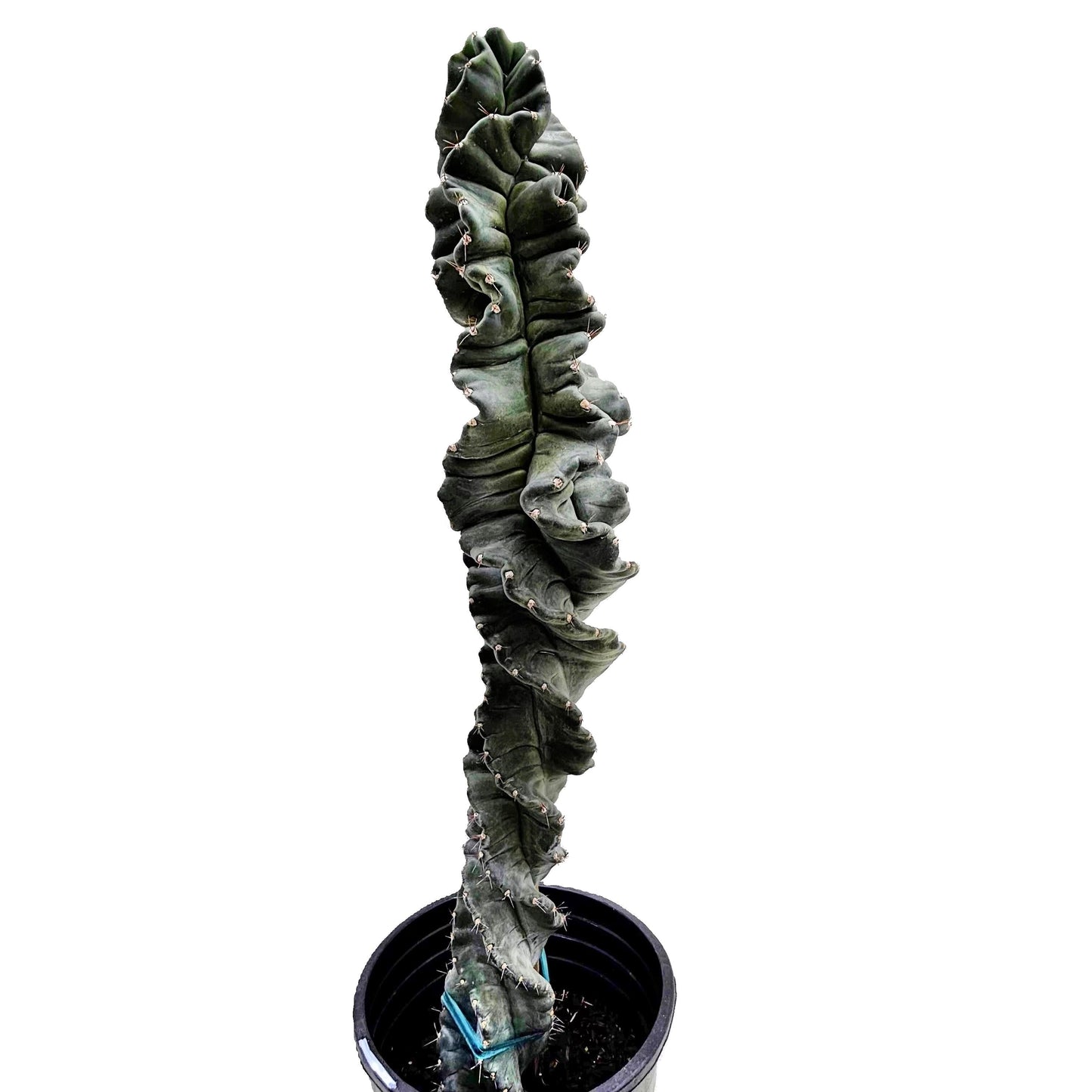 Cereus Twist Cactus