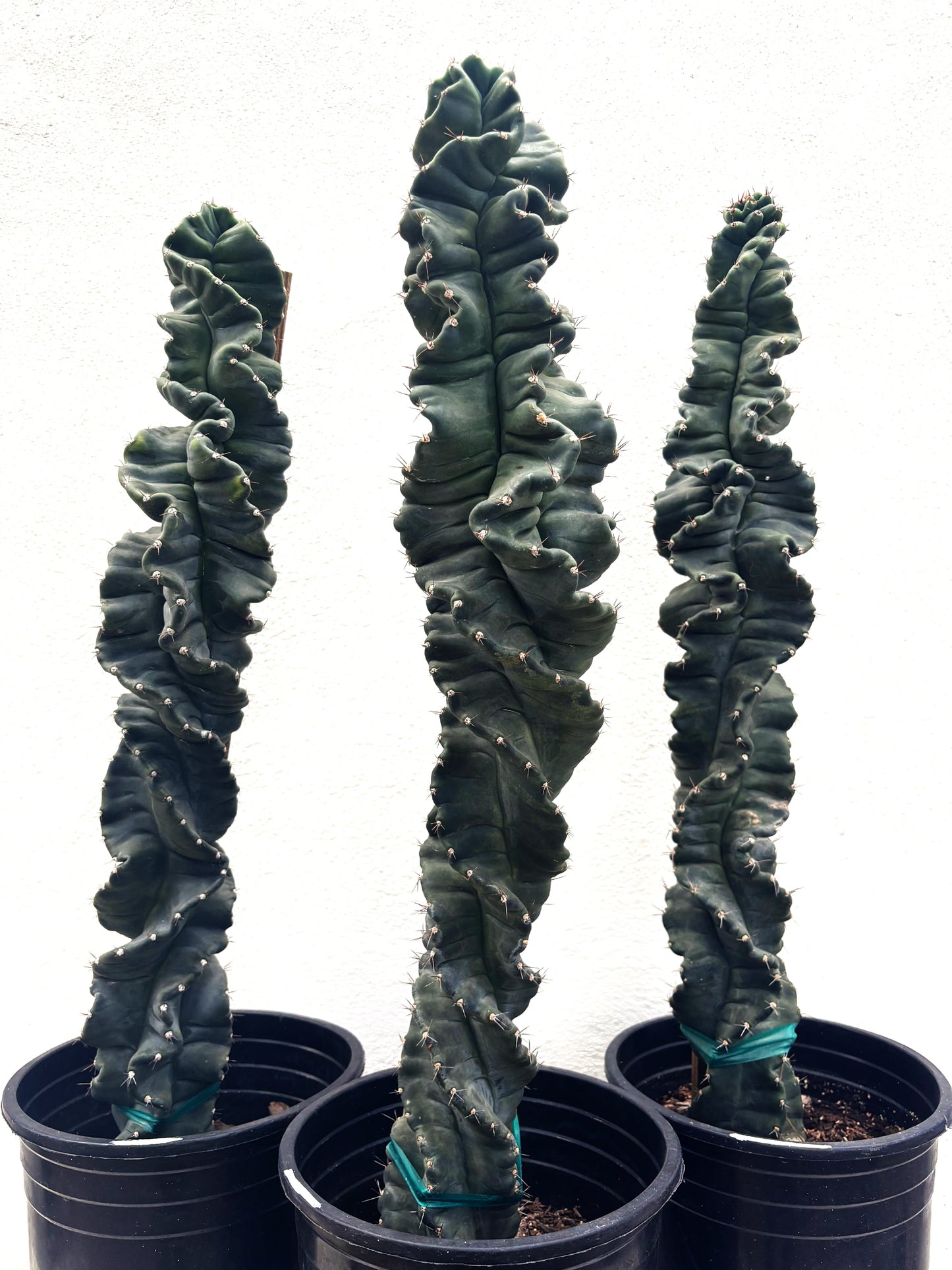 Cereus Twist Cactus