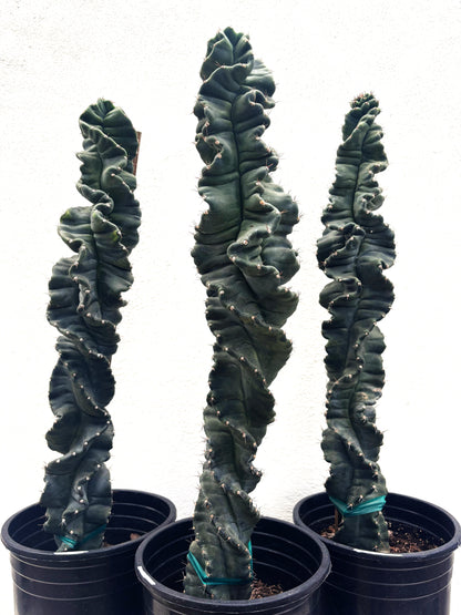 Cereus Twist Cactus