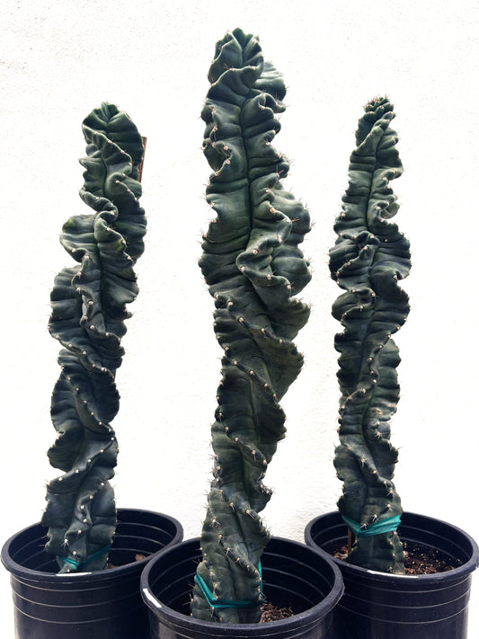 Cereus Twist Cactus