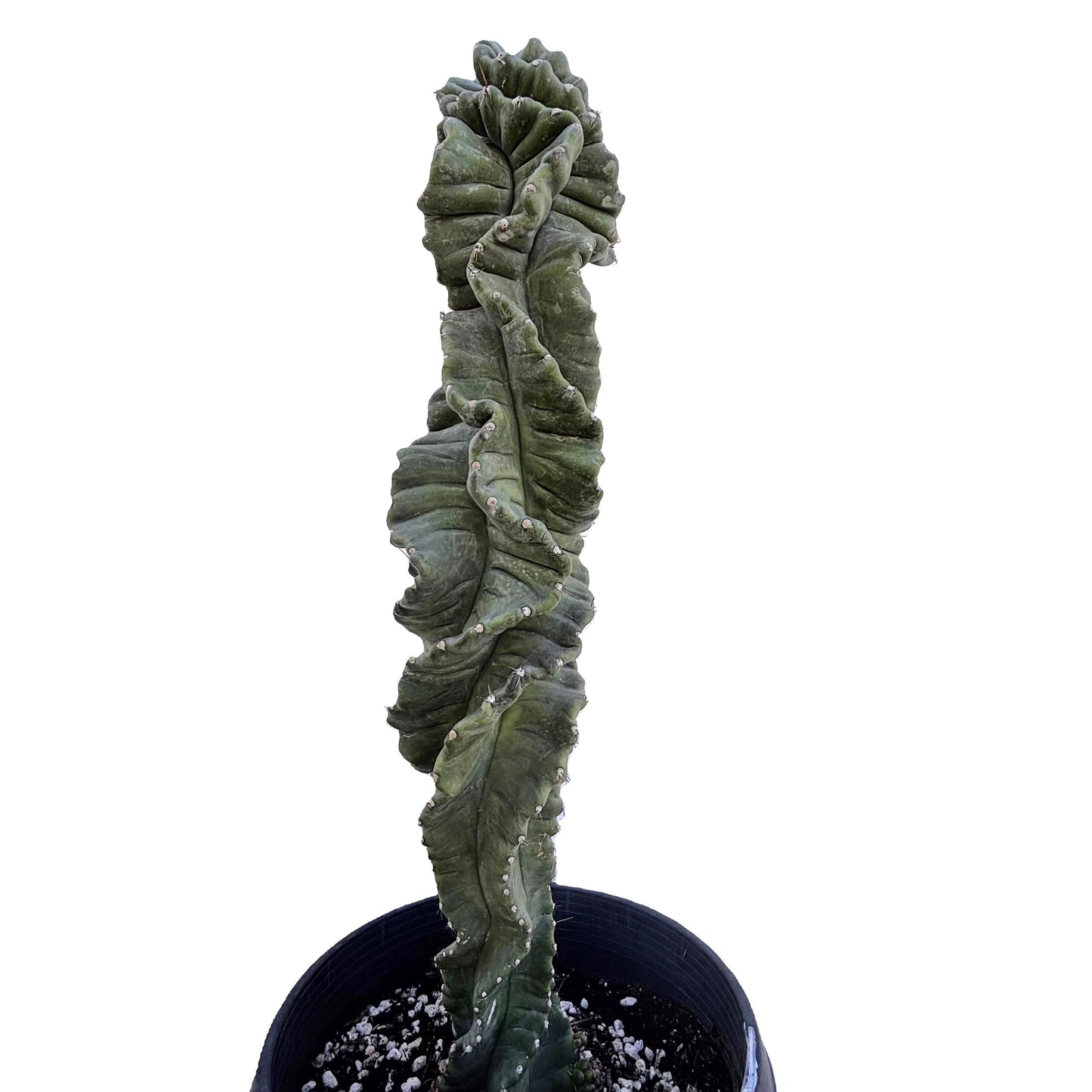 Cereus Twist Cactus