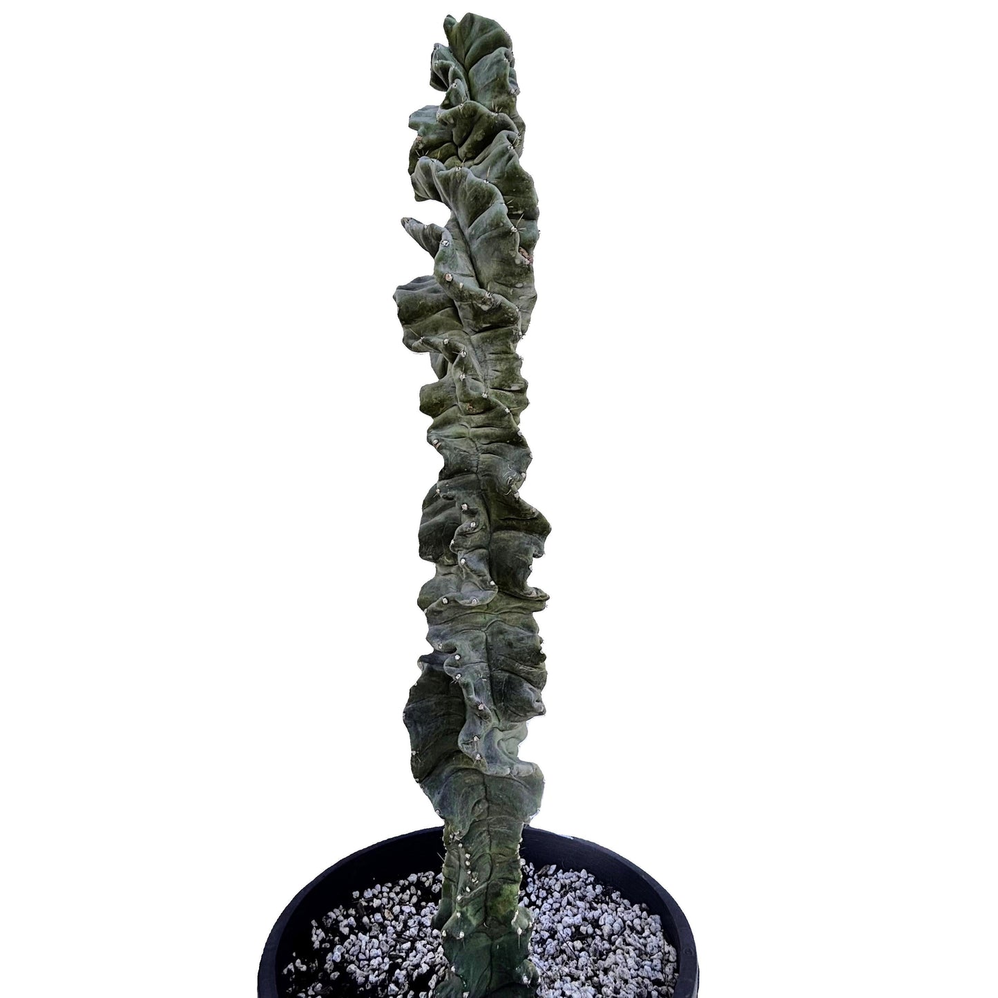 Cereus Twist Cactus