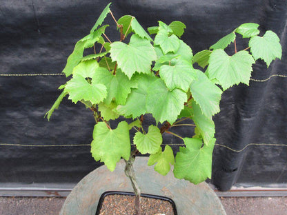 Chardonnay Grape Bonsai Tree