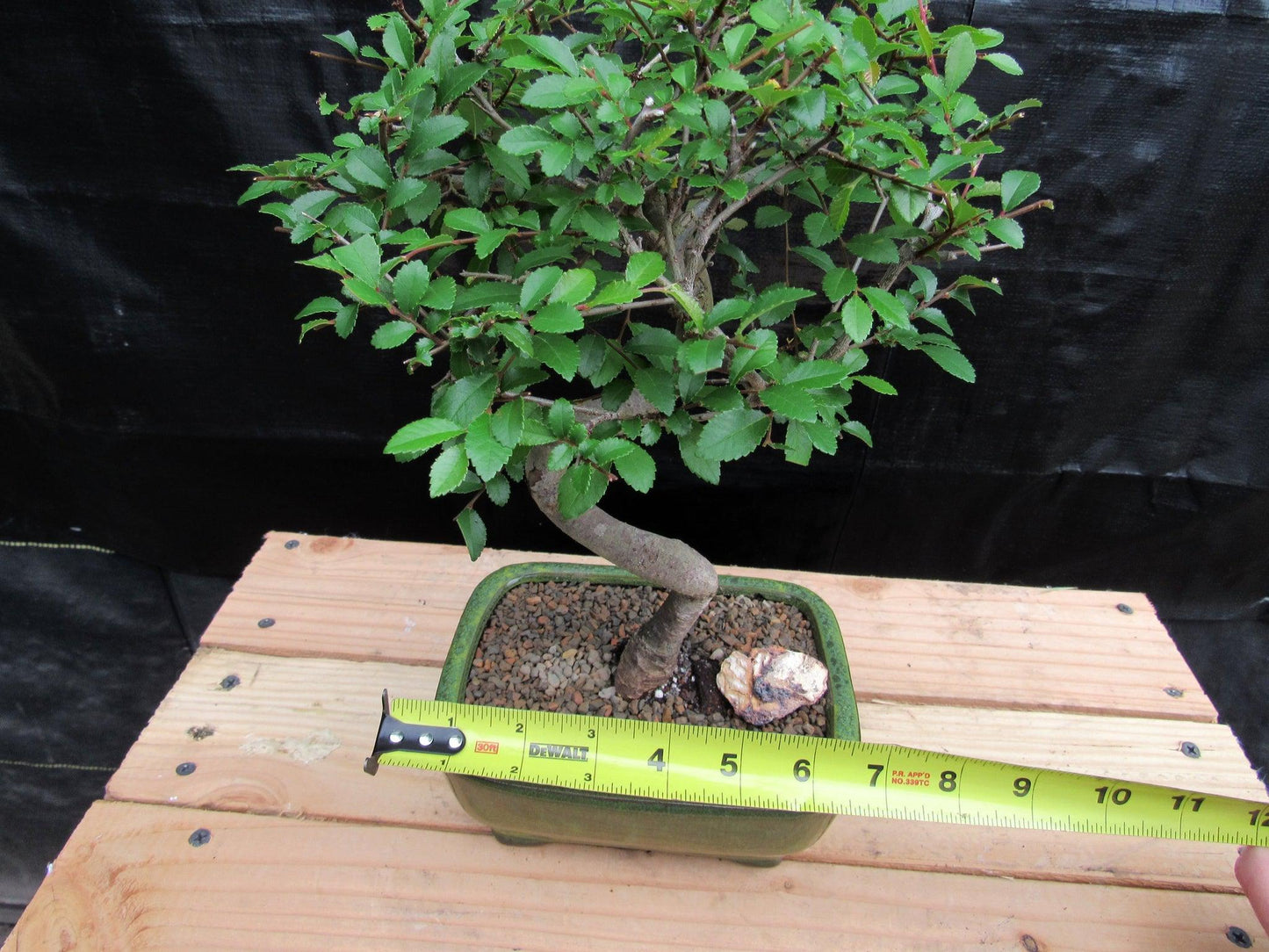 Chinese Elm Bonsai Tree - Curved Trunk Style (Extra Small)