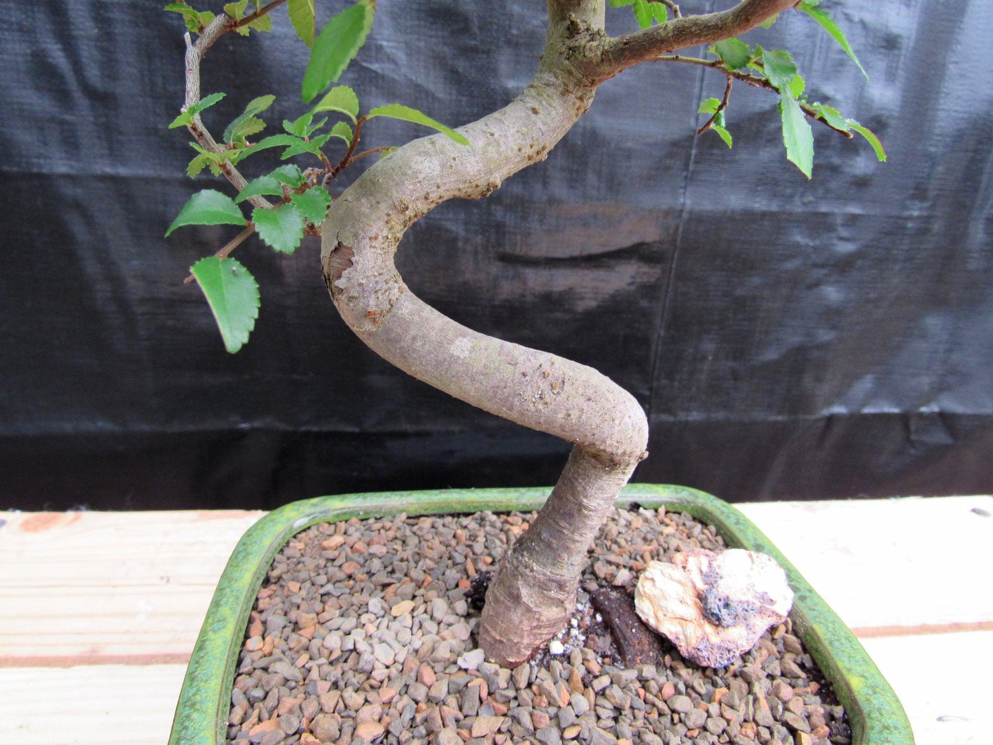 Chinese Elm Bonsai Tree - Curved Trunk Style (Extra Small)