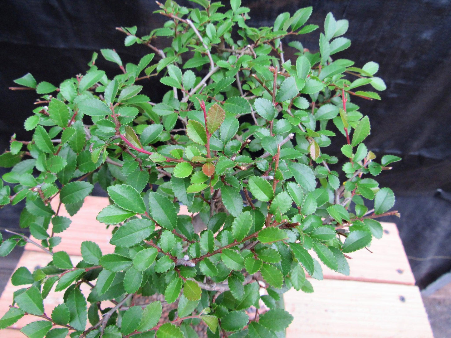 Chinese Elm Bonsai Tree - Curved Trunk Style (Extra Small)