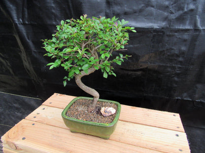 Chinese Elm Bonsai Tree - Curved Trunk Style (Extra Small)