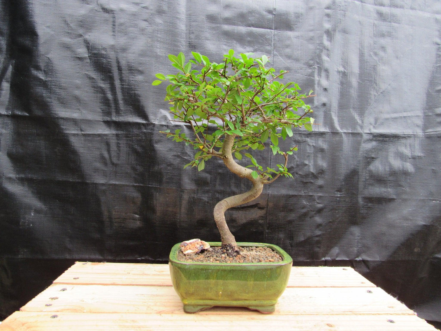 Chinese Elm Bonsai Tree - Curved Trunk Style (Extra Small)