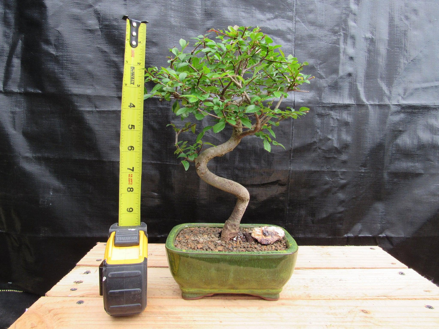 Chinese Elm Bonsai Tree - Curved Trunk Style (Extra Small)