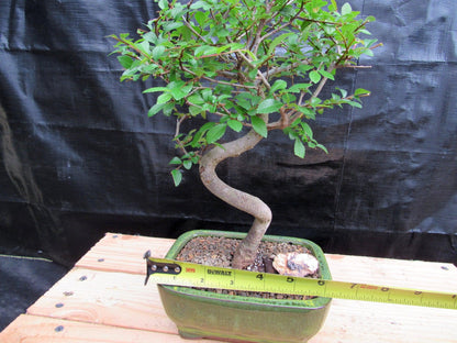 Chinese Elm Bonsai Tree - Curved Trunk Style (Extra Small)