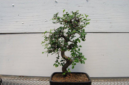 Chinese Elm Bonsai Tree - Straight Trunk Style (Small)