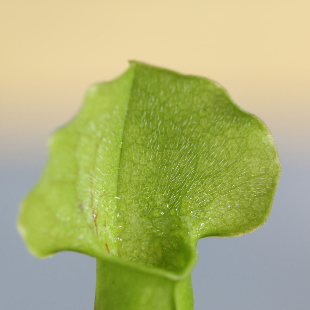 Party of Five Carnivorous Plant Bundle