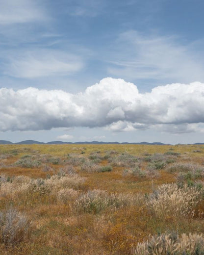 Desert Cedar Room Spray