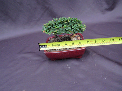 Cotoneaster Bonsai Tree - Classic Style