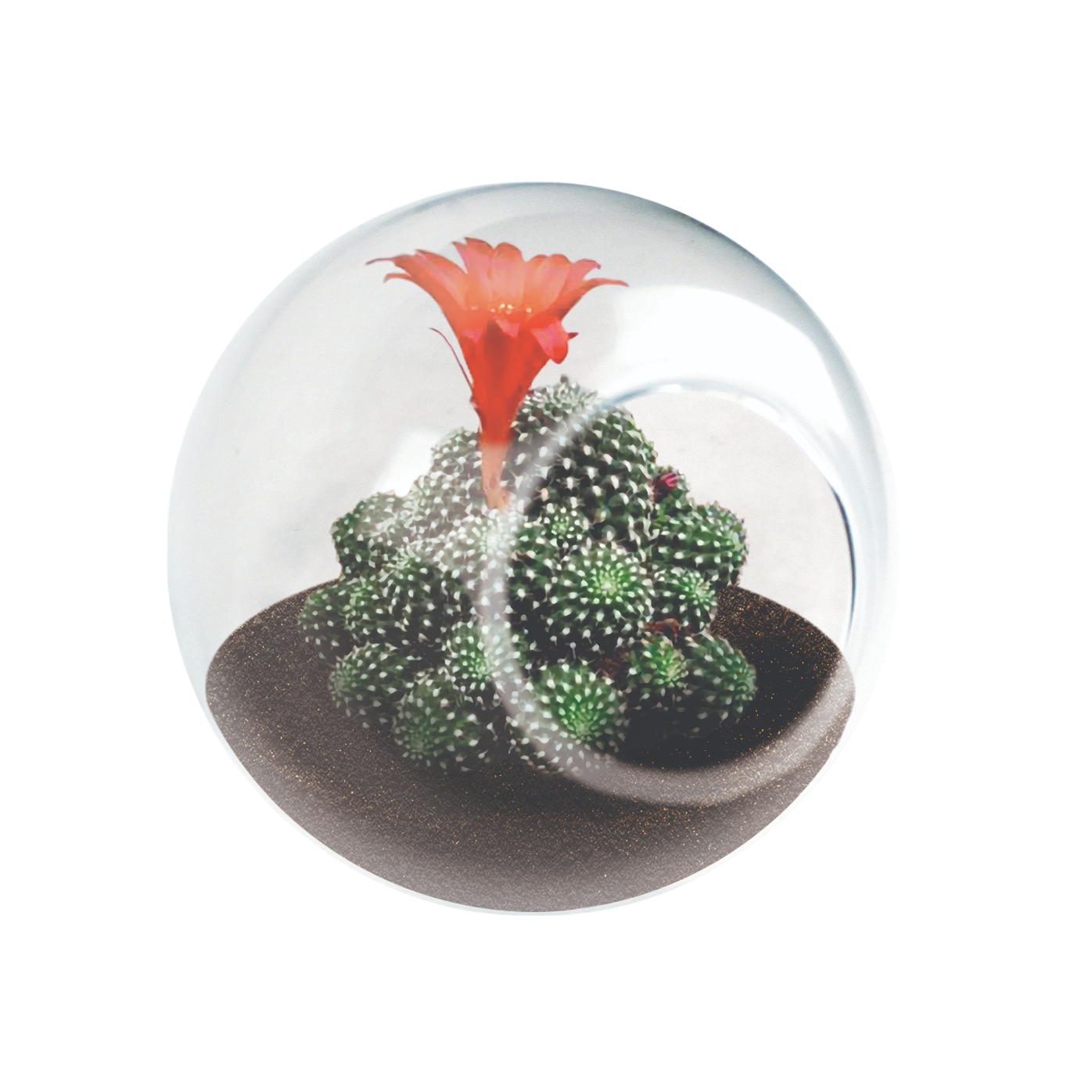 Flowering Cacti Tiny Terrariums Bundle - 2 each of 3 Varieties