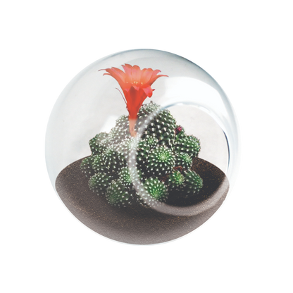 Flowering Cacti Tiny Terrariums Bundle - 2 each of 3 Varieties