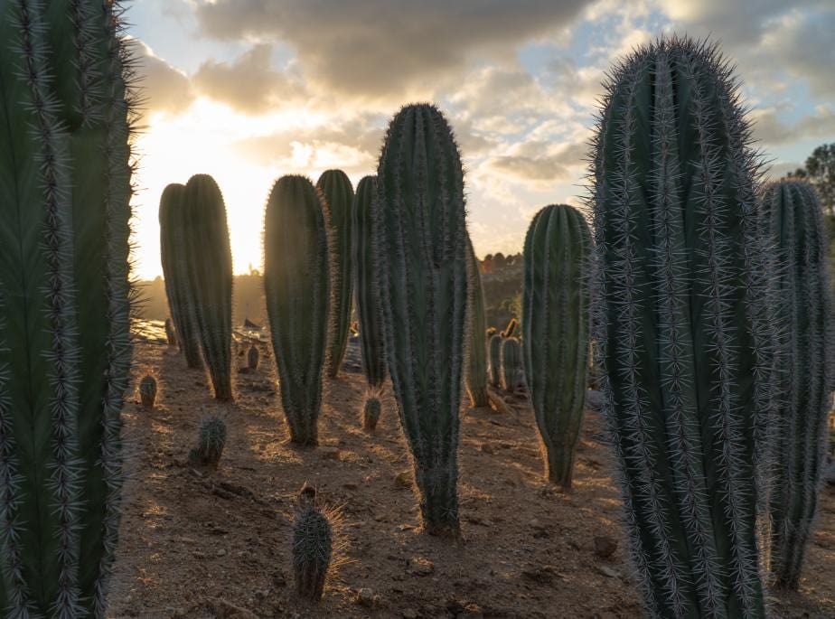 Mexican Giant Cardon (Elephant Cactus) - Pachycereus Pringlei