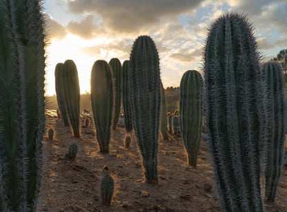 Mexican Giant Cardon (Elephant Cactus) - Pachycereus Pringlei