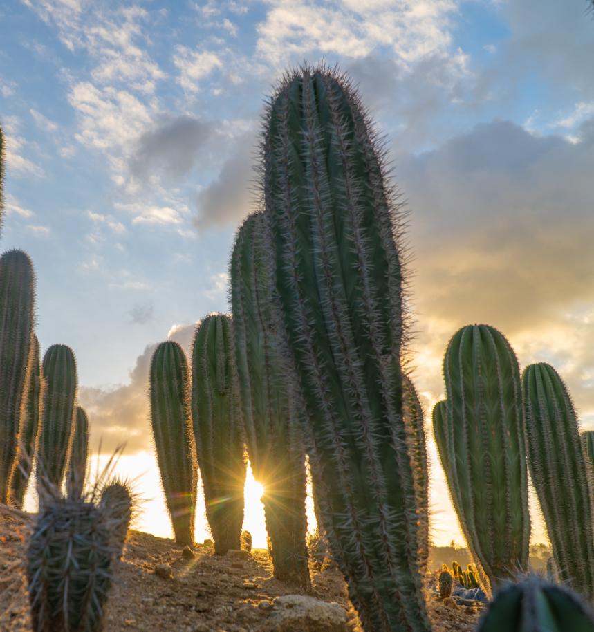 Mexican Giant Cardon (Elephant Cactus) - Pachycereus Pringlei
