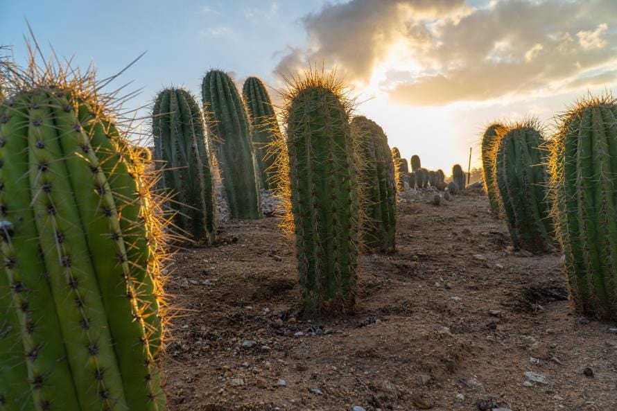 Argentine Saguaro - Echinopsis terscheckii or Trichocereus terscheckii