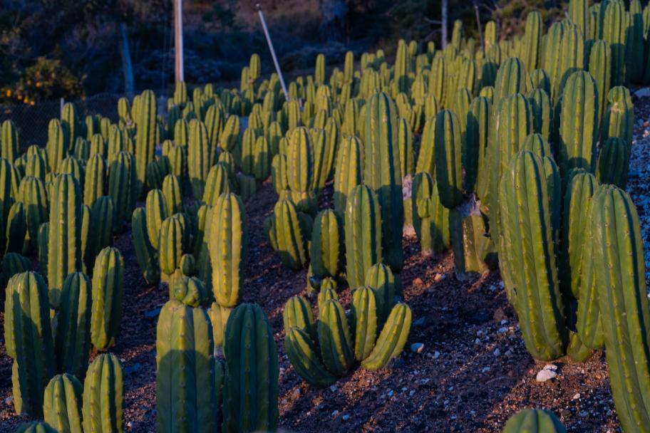 6-9 inch San Pedro Cactus - Echinopsis Pachanoi