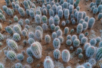 Mexican Giant Cardon (Elephant Cactus) - Pachycereus Pringlei