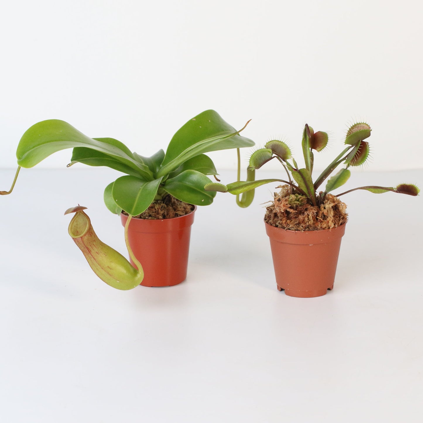 Trap Stars Duo Carnivorous Plant Bundle