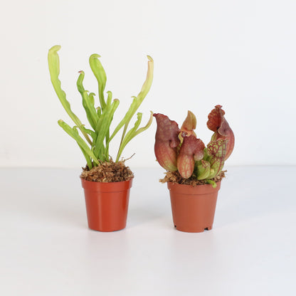 Trap Stars Duo Carnivorous Plant Bundle