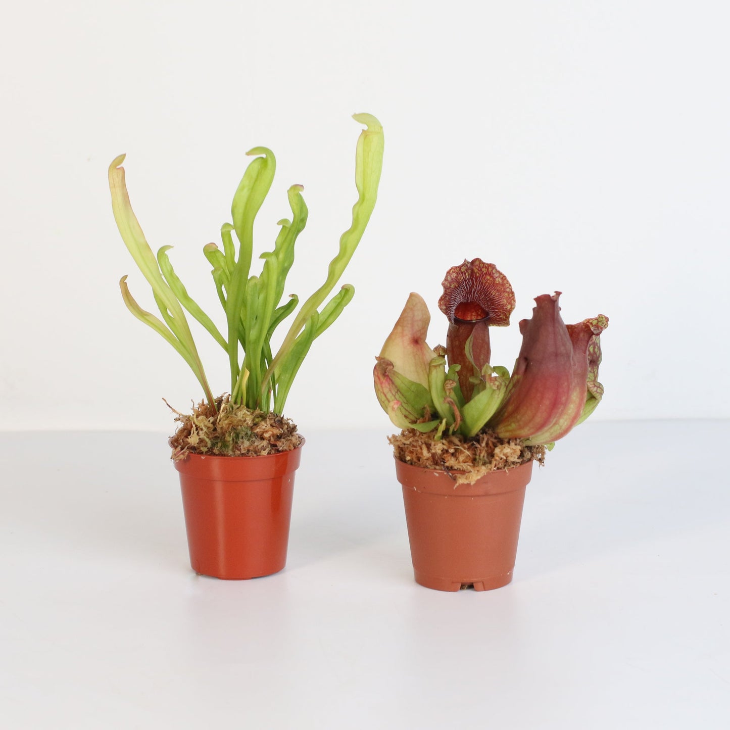 Trap Stars Duo Carnivorous Plant Bundle