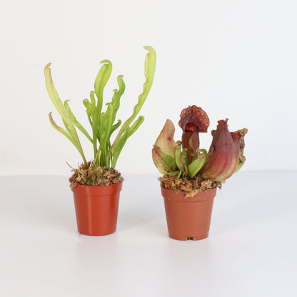 Trap Stars Duo Carnivorous Plant Bundle