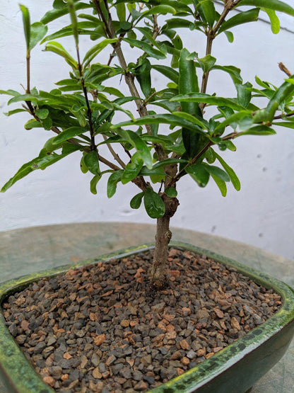 Dwarf Pomegranate Bonsai Tree