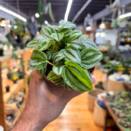 Peperomia Mini Watermelon