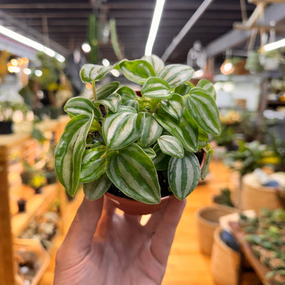 Peperomia Mini Watermelon