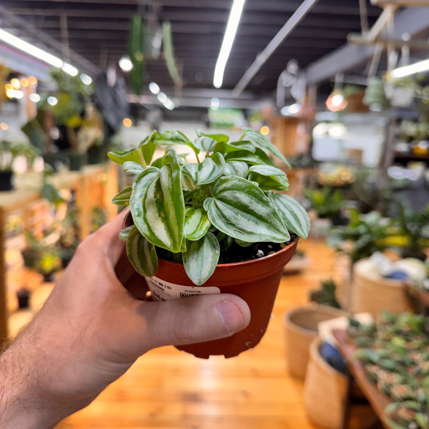 Peperomia Mini Watermelon
