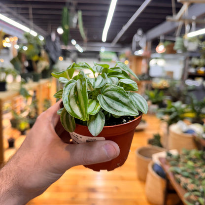 Peperomia Mini Watermelon