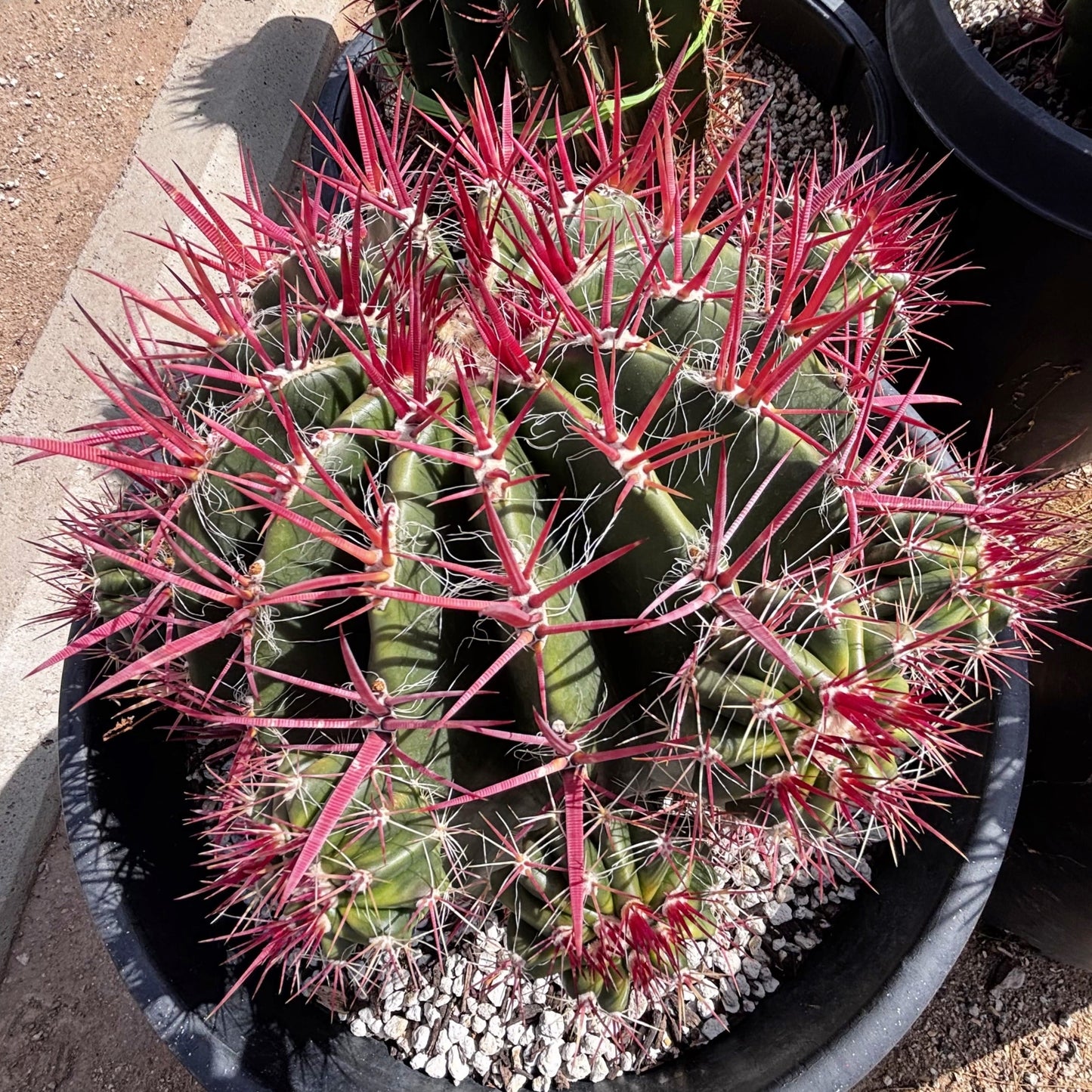 Ferocactus Pringlei