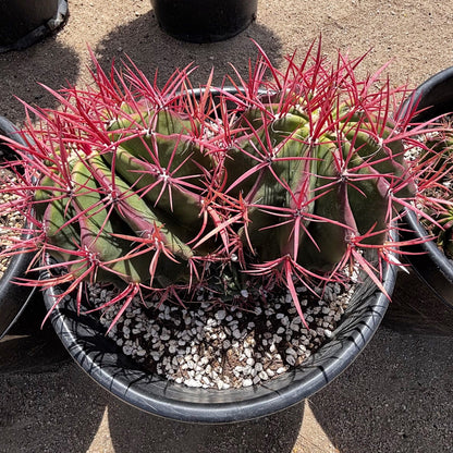 Ferocactus Pringlei