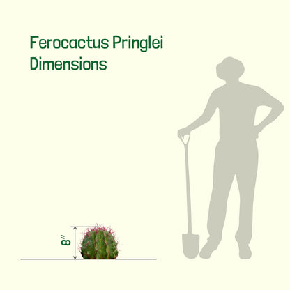 Ferocactus Pringlei