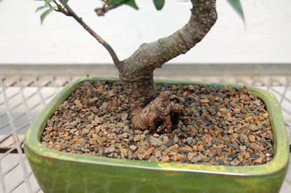 Ficus Retusa Bonsai Tree