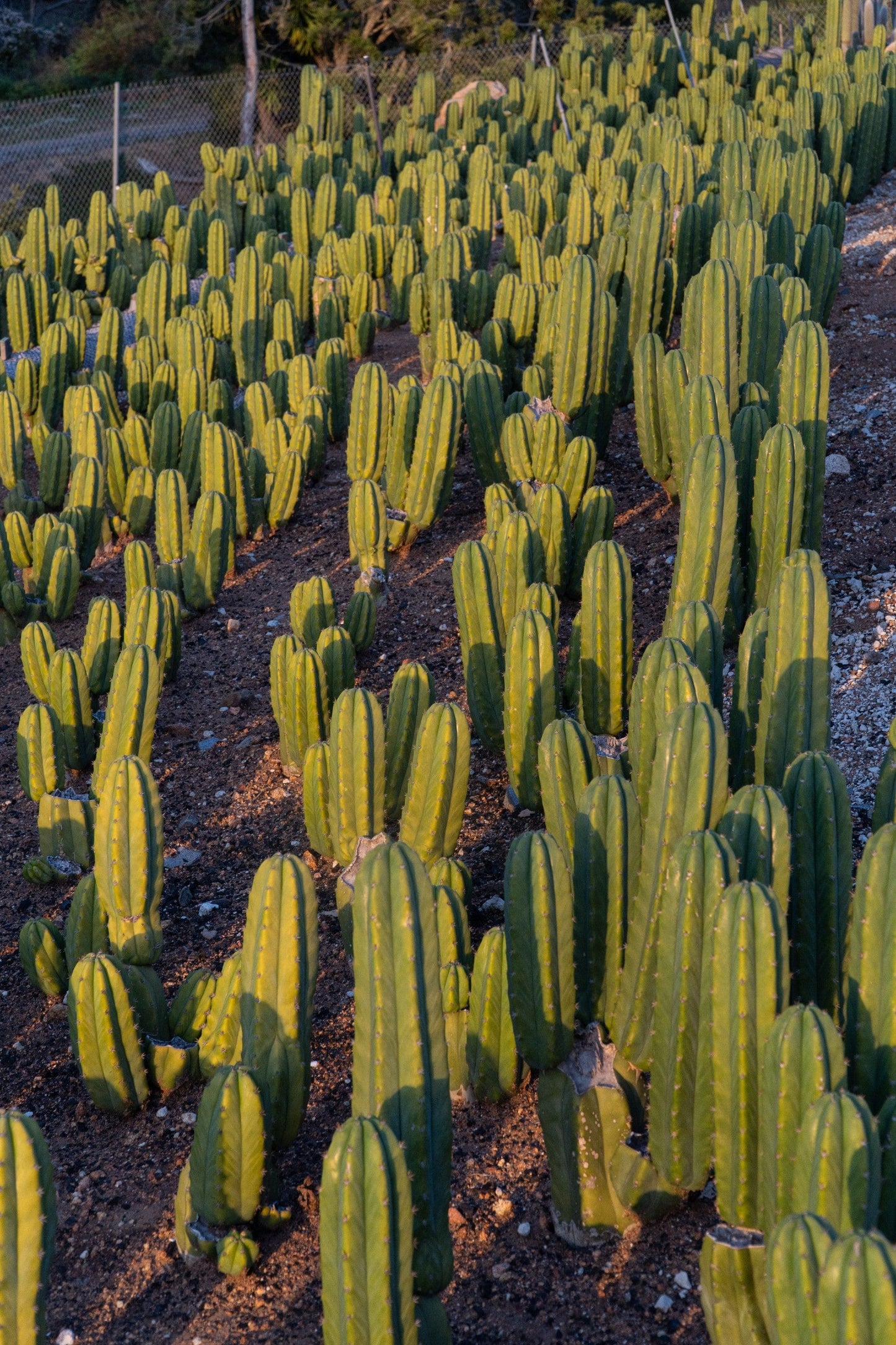 6-9 inch San Pedro Cactus - Echinopsis Pachanoi
