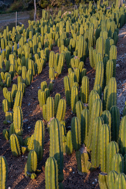 6-9 inch San Pedro Cactus - Echinopsis Pachanoi
