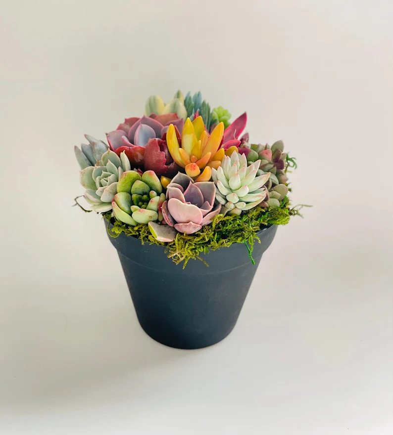 Rainbow Road Potted Succulent Garden - Ships Free!