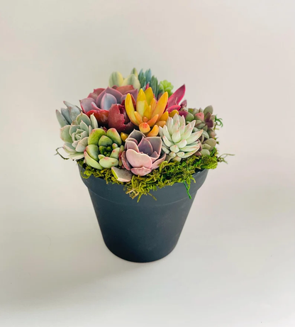 Rainbow Road Potted Succulent Garden - Ships Free!