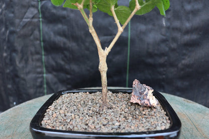 Flowering Arabian Jasmine Bonsai Tree