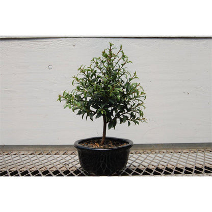 Flowering Brush Cherry Bonsai Tree
