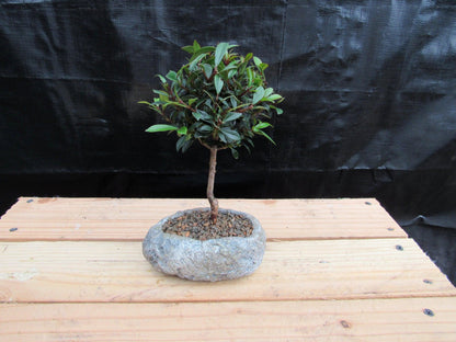 Flowering Brush Cherry Bonsai Tree Planted In A Faux Lava Rock