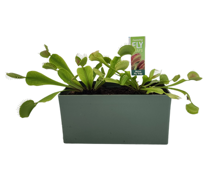 Venus Fly Trap Seed Square Terrarium